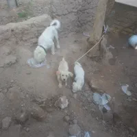 سگ پاه کوتا شیترو