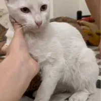 واگذاری گربه خانگی سفید زیبا باهزینه کم