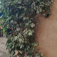 کارگر گلخانه