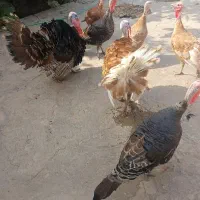 فروش ۷تا بوقلمون معاوضه با بیگ