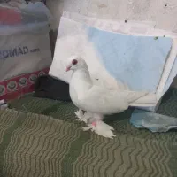 پرنده|پرنده|بستان آباد, |دیوار