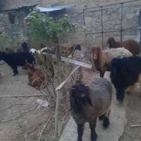 میش وبره