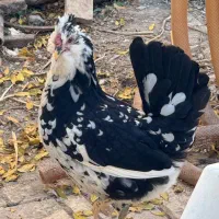 مرغ و خروس گلین