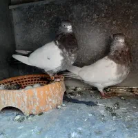 یجفت سینه ای دوعدد نر|پرنده|الیگودرز, |دیوار