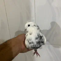کفتر .جوجه