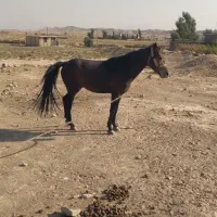 اسب فروشی|اسب و تجهیزات اسب‌سواری|دهدشت, |دیوار