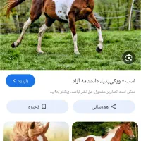 اسب پیدا شده