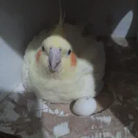 حراج عروس هلندی|پرنده|ری, عباسآباد|دیوار