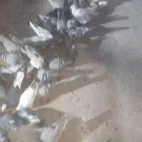 پرنده|پرنده|فرح دشت, |دیوار