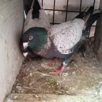 کبوتر طاووسی