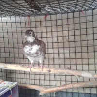 مسافتی رنگی