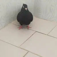 زاغ چشم نک سفید عروسک نوک ریز