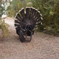 بوقلمون نر و ماده|حیوانات مزرعه|اصفهان, همدانیان|دیوار