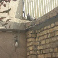 کبوتر پرشی|پرنده|فولادشهر, فولادشهر|دیوار