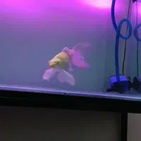 کوی یامابوکی باله بلند اصل|ماهی|قم, انصار‌الحسین|دیوار