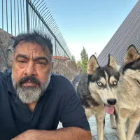 واگذاری هاسکی نر و ماده عقیم شده|سگ|آبعلی, |دیوار