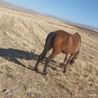 فروش یک راس مادیون  آرام سواری