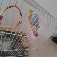 یک جفت مرغ عشق فوق مولد