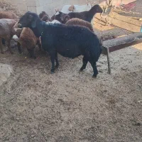 قوچ میش وبره