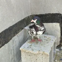 دو عدد کفتر خوب به شرط