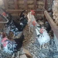 خروس گلین جوان