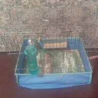 مرغ عشق مولد اینگلیسی دستی