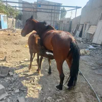 مادیون با کره نریون