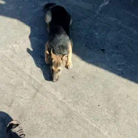 سگ ژرمن شپرد.|سگ|مشهد, کلاته برفی|دیوار