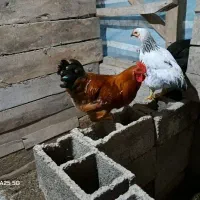 مرغ و خروس و غاز