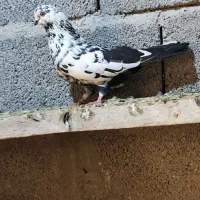 کفتر|پرنده|سراب, |دیوار