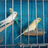 مرغ عشق وفنچ