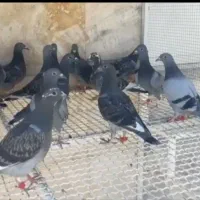 طلبه جوجه مسافتی هستم