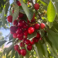 باغ ۲۰۰۰ متری مثمر