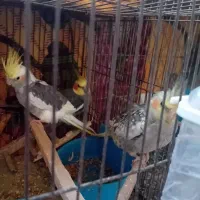 عروس هلندی|پرنده|قم, شهرک امام حسین|دیوار