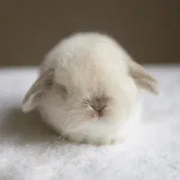 باگز بانی لوپ باهوش مینیاتوری خرگوش|موش و خرگوش|اصفهان, جلفا|دیوار