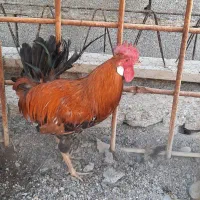 خروس محلی اصل