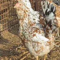 تخم مرغ نطفه دار گلین|حیوانات مزرعه|شهرضا, |دیوار