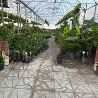 استخدام نیرو اقا و خانم جهت کار در گلخانه