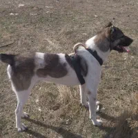 واگذاری|سگ|نمین, |دیوار