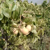فروش میوه گلابی بیروتی  به بالاترین قیمت پیشنهادی