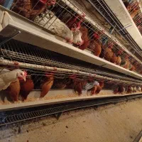 فروش مرغ محلی