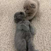 بچه گربه اسکاتیش دبل فواد