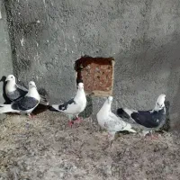 کبوتر جوجه کویتی|پرنده|تربت‌حیدریه, ترمینال|دیوار