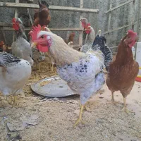 ۵ عدد خروس برای فروش موجوده
