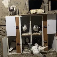 جفتگاه  قفس