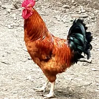 فروش یا تعویض خروس با مرغ