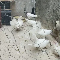 یه دسته کبوتر بی نقص خاص وارزون|پرنده|دهدشت, |دیوار