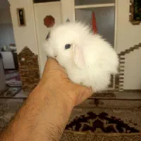 خرگوش لوپ چشم ابی.و خرگوش مینیاتوری