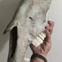 شاخ گاو