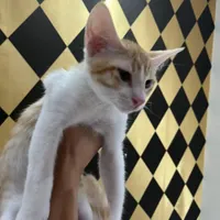 واگذاری  رایگان  گربه نر